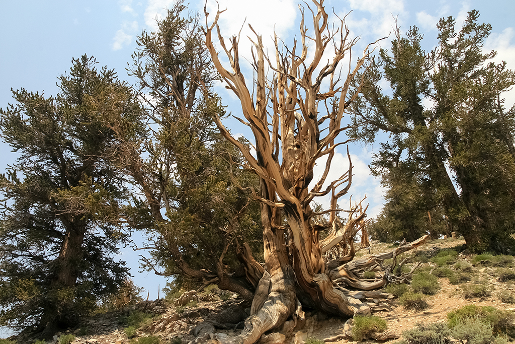 07-10 - 05.JPG - Ancient Bristecone Pine National Monument, CA